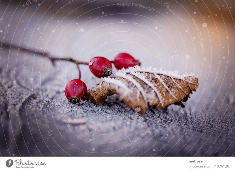 hurra es schneit Natur Sonnenlicht Winter Schönes Wetter Eis Frost Schnee Schneefall Sträucher Blatt Blüte Beeren Hagebutten Frucht Zweige u. Äste Baumstumpf