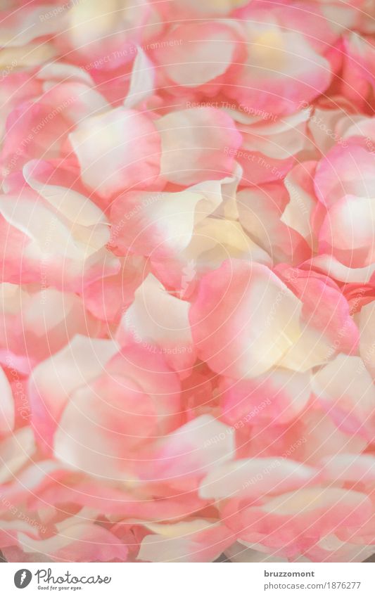 Welken Körperpflege Spa Pflanze Blume alt Duft verblüht ästhetisch schön rosa Verliebtheit Romantik Rose Rosenblätter Blütenblatt Hochzeit Brautjungfer welk