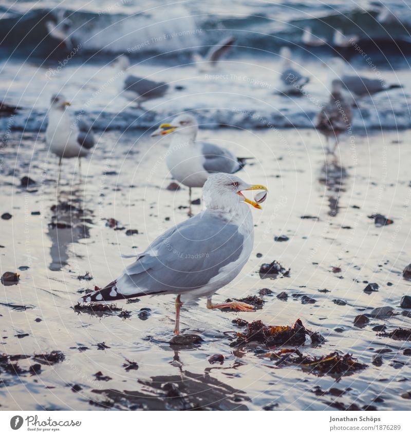 Möwen in Binz V Strand Meer Wellen Winter Erfolg Sand Wasser Ostsee Vogel Tiergruppe Schwarm beobachten Fressen kalt blau Möwenvögel Rügen Nahrungssuche laufen