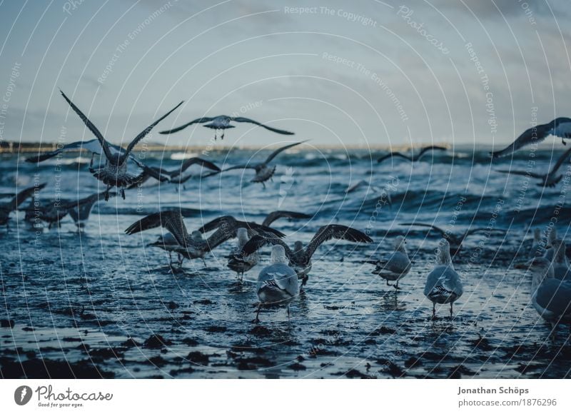 Möwen in Binz VII Vogel Tiergruppe Möwenvögel Winter kalt blau Ostsee Rügen Strand Wasser Meer Sand Nahrungssuche Farbfoto Außenaufnahme Menschenleer Tag