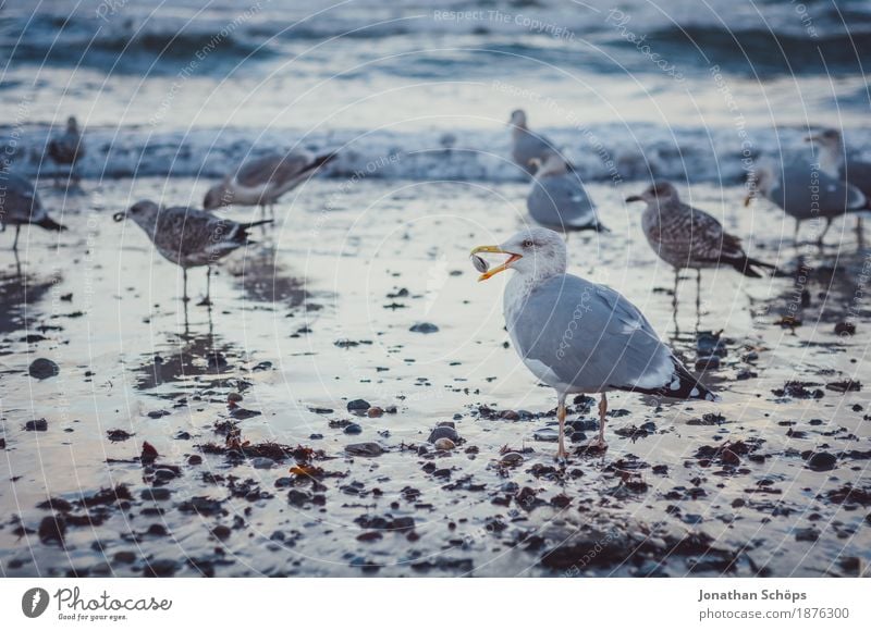 Möwen in Binz I Vogel Tiergruppe Schwarm Muschel Möwenvögel Winter kalt blau Ostsee Rügen Strand Wasser Meer Sand Nahrungssuche laufen beobachten Schnabel