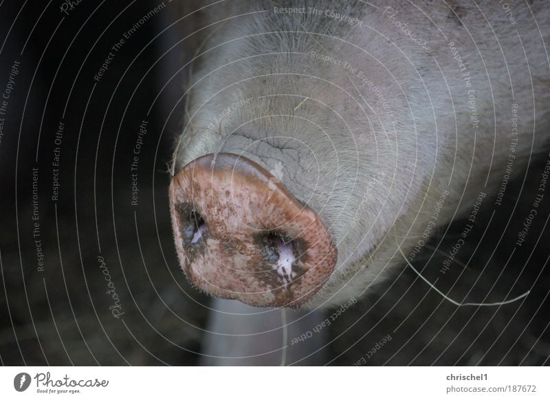 Rüssel Nutztier Schwein beobachten rosa Gelassenheit Farbfoto Nahaufnahme Tag Totale Tierporträt