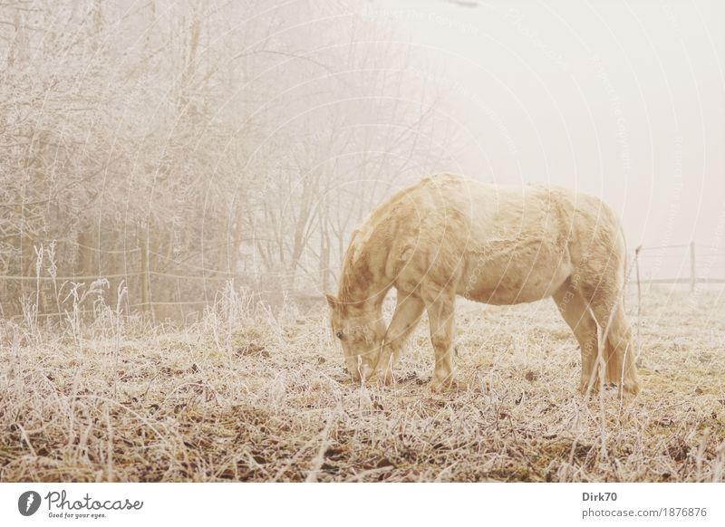 Wintermorgen auf der Weide Reiten Natur Landschaft Herbst schlechtes Wetter Nebel Eis Frost Schnee Baum Gras Waldrand Wiese Tier Haustier Nutztier Pferd Ponys