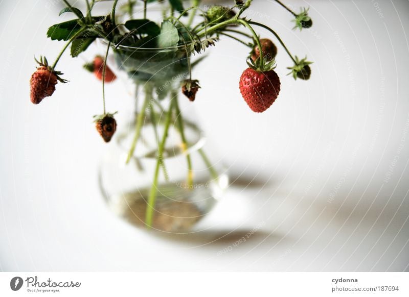 Erdbeeren Lebensmittel Frucht Ernährung Bioprodukte Natur Pflanze ästhetisch einzigartig elegant genießen Idee Lebensfreude nachhaltig schön Vergänglichkeit