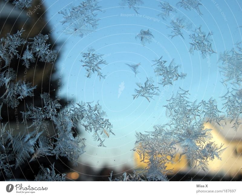 Eisblumen zum Geburtstag Häusliches Leben Winter Wetter Frost Garten Fenster Tür kalt Wasser Glasscheibe Minusgrade Farbfoto Außenaufnahme Nahaufnahme