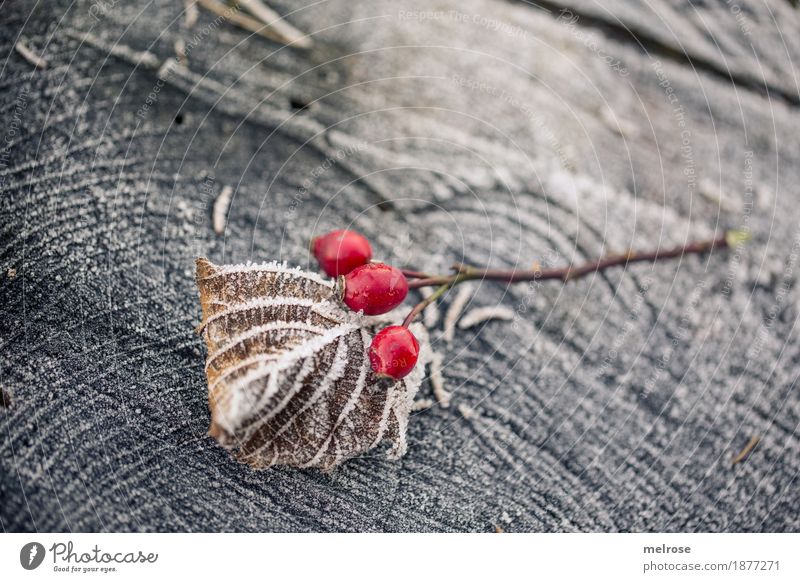 I seh a bissel rot Beeren Hagebutten Stil Design Umwelt Natur Winter Schönes Wetter Eis Frost Schnee Sträucher Blatt Wildpflanze rote Beeren Ast Baumstumpf Wald