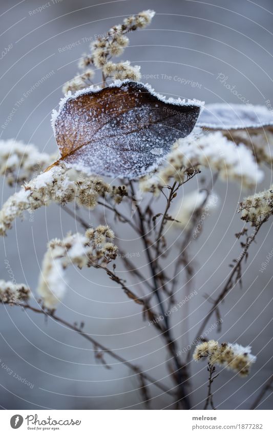 leicht eisgezuckert elegant Stil Umwelt Natur Winter Klima Wetter Eis Frost Schnee Pflanze Sträucher Blüte Wildpflanze Blatt Zweige u. Äste Gräserblüte Wald