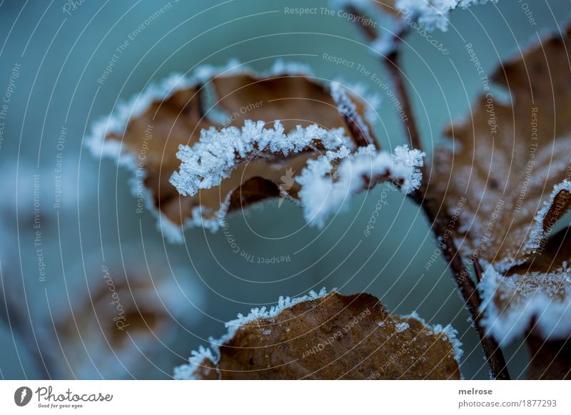 gezuckert IV Umwelt Natur Winter Klima Wetter Eis Frost Pflanze Blatt Blätter Zweige u. Äste Schneekristall Wald Eiskristall Väterchen Frost Raureif kalt