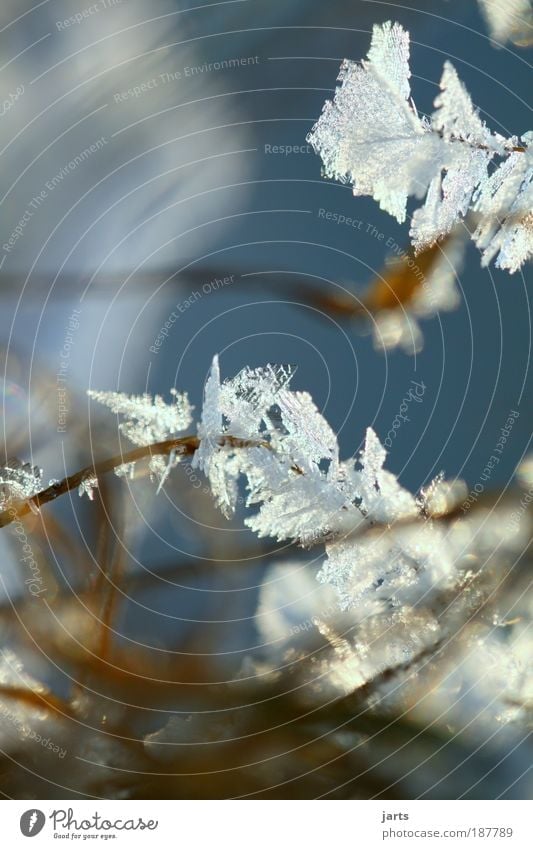 kein Sommerbild Natur Winter Schönes Wetter Eis Frost Schnee Gras Wiese kalt Eisblumen jarts Außenaufnahme Nahaufnahme Detailaufnahme Makroaufnahme Menschenleer
