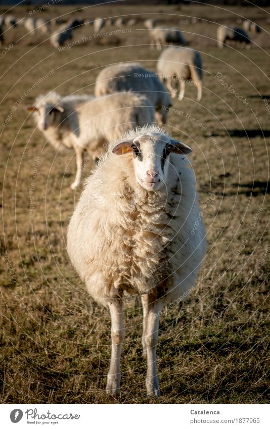 Ich bin ein Schaf! Natur Tier Winter Pflanze Gras Wiese Nutztier Schafherde 1 Herde Wolle beobachten Fressen authentisch natürlich Neugier braun gelb gold