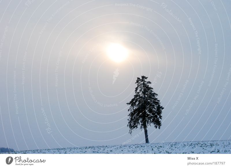Single Winterurlaub Umwelt Natur Himmel Wolken Sonne Klima Wetter schlechtes Wetter Nebel Eis Frost Schnee Baum dunkel gruselig kalt Einsamkeit Farbfoto