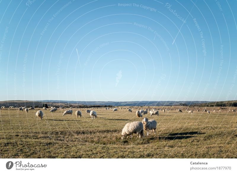 Wir sind Schafe, Schafe auf einer Weide Landschaft Pflanze Tier Himmel Wolkenloser Himmel Winter Schönes Wetter Gras Feld Naturschutzgebiet Luftverkehr Nutztier