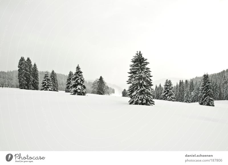 weiße Weihnachten für euch alle !!!! Ferien & Urlaub & Reisen Tourismus Winter Schnee Winterurlaub Natur Landschaft Eis Frost Wald hell Ferne Schwarzwald Tanne