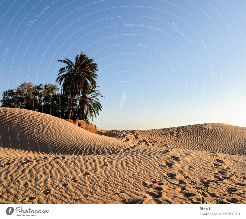 Spurensuche exotisch Ferien & Urlaub & Reisen Ausflug Ferne Safari Expedition Sonne Natur Landschaft Wolkenloser Himmel Wüste Oase Tunesien gehen