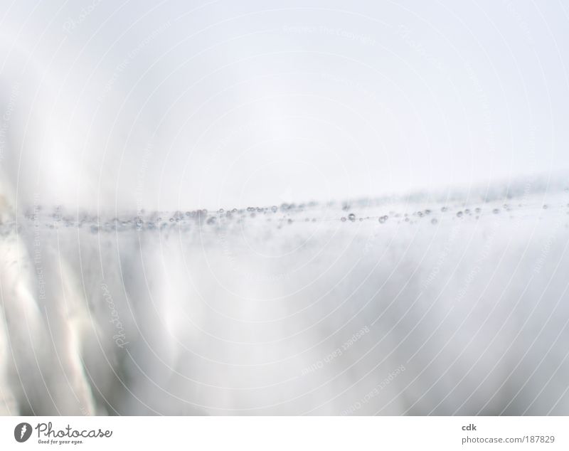 Spinnennetz | dazwischen. Umwelt Natur Wassertropfen Winter Klima schlechtes Wetter Nebel Eis Frost Park Fährte Vertrauen authentisch beweglich träumen