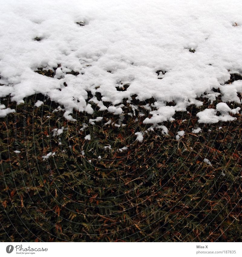Berg Umwelt Winter Wetter schlechtes Wetter Eis Frost Schnee Pflanze Baum Sträucher Blatt Park kalt nass grün weiß Hecke Buchsbaum Farbfoto Gedeckte Farben