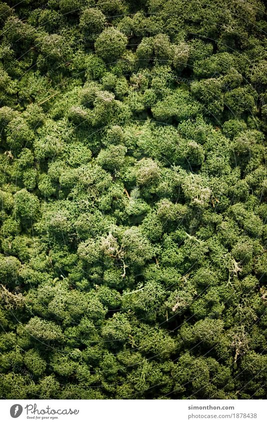 Regenwald Umwelt Natur Landschaft Pflanze Tier Klima Klimawandel Baum Wald Urwald erleben Freiheit Frieden Zufriedenheit Idylle komplex Perspektive rein
