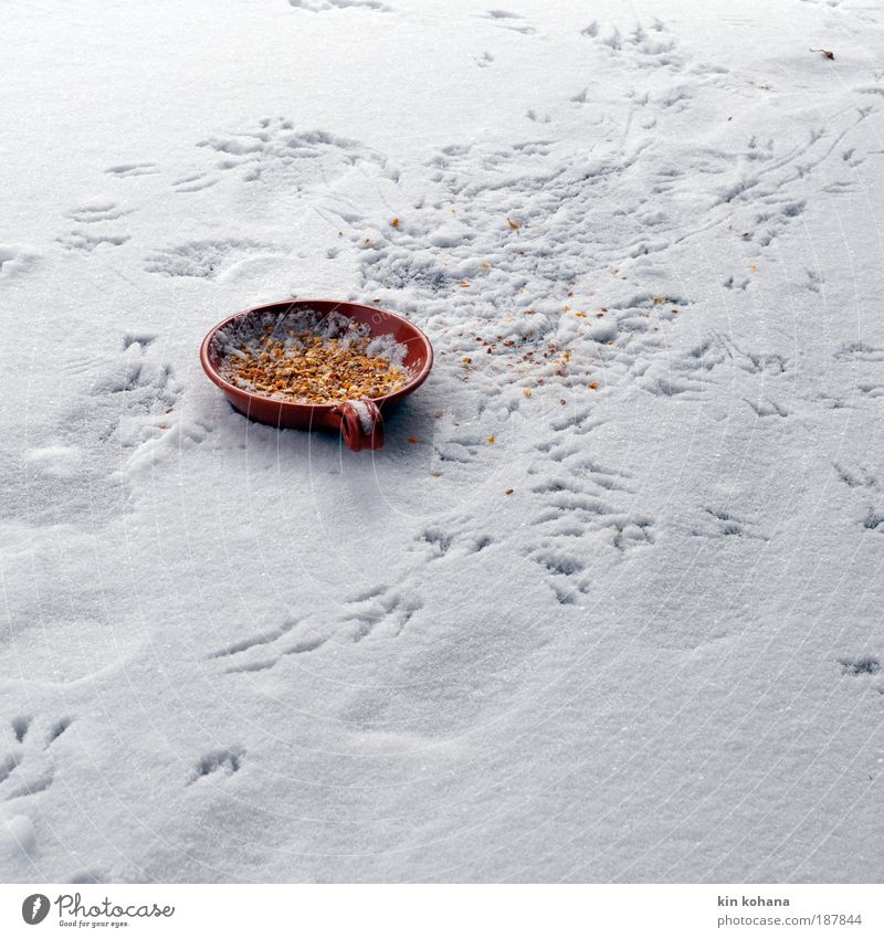 völlerei Getreide Ernährung Schalen & Schüsseln Winter Eis Frost Schnee Wildtier Vogel Fährte Tiergruppe Fußspur fliegen Fressen frieren füttern