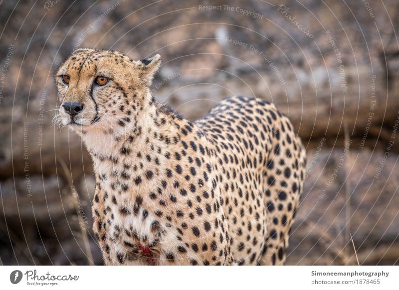 Gepard, der im Kruger Nationalpark, Südafrika spielt. Safari Natur Katze Jagd schön Afrika Tierwelt Wildtierfotografie Fotografie Tiere Erhaltung Säugetier