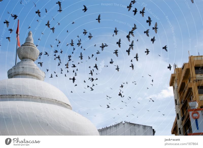 Schwärmerei Kenia Architektur Tempel Wand Dach Vogel Flügel Schwarm Bewegung exotisch frei Stimmung Zusammensein Gelassenheit Leben Idylle Umwelt Flugbahn
