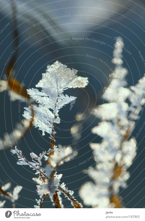 Frost Natur Pflanze Winter Eis Schnee Gras Wiese kalt natürlich ruhig Klima jarts Eisblumen Farbfoto Außenaufnahme Nahaufnahme Detailaufnahme Menschenleer