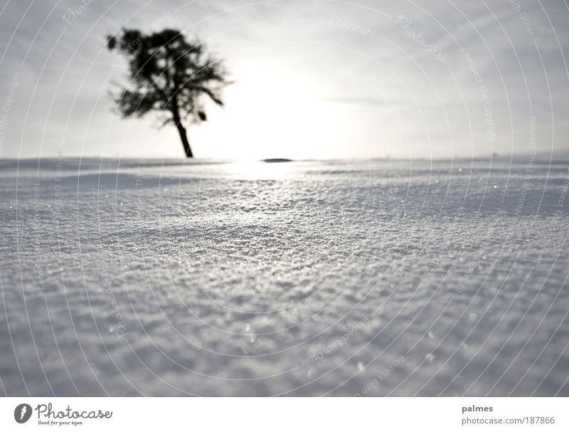Schnee! Freiheit Winter Winterurlaub Klima Wetter Schönes Wetter Baum Farbfoto Schwarzweißfoto Außenaufnahme Menschenleer Tag Licht Sonnenlicht Sonnenstrahlen