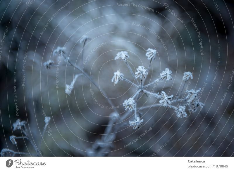 Eisige Sternchen, mit Frost überzogene Samenstände Natur Pflanze Urelemente Winter Blüte Wildpflanze Eiskristall Raureif Feld frieren glänzend dehydrieren