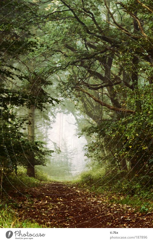 es war einmal... Umwelt Natur Landschaft Nebel Gras Farn Wald Neumünster entdecken träumen Erholung Umweltschutz Farbfoto Gedeckte Farben Außenaufnahme