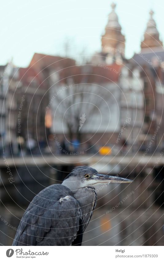 ungewöhnlich ... Tourismus Städtereise Wasser Amsterdam Hafenstadt Stadtzentrum Haus Kirche Brücke Tier Vogel Graureiher 1 Blick stehen außergewöhnlich