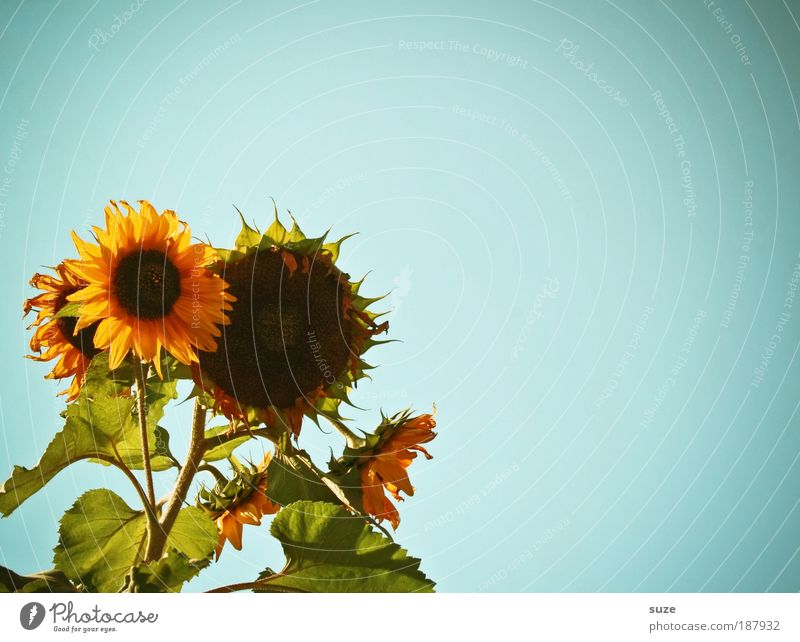 Sonnensystem Bioprodukte Vegetarische Ernährung schön Sommer Garten Gartenarbeit Umwelt Natur Pflanze Himmel Klima Wetter Blume blau gelb Sonnenblume Samen