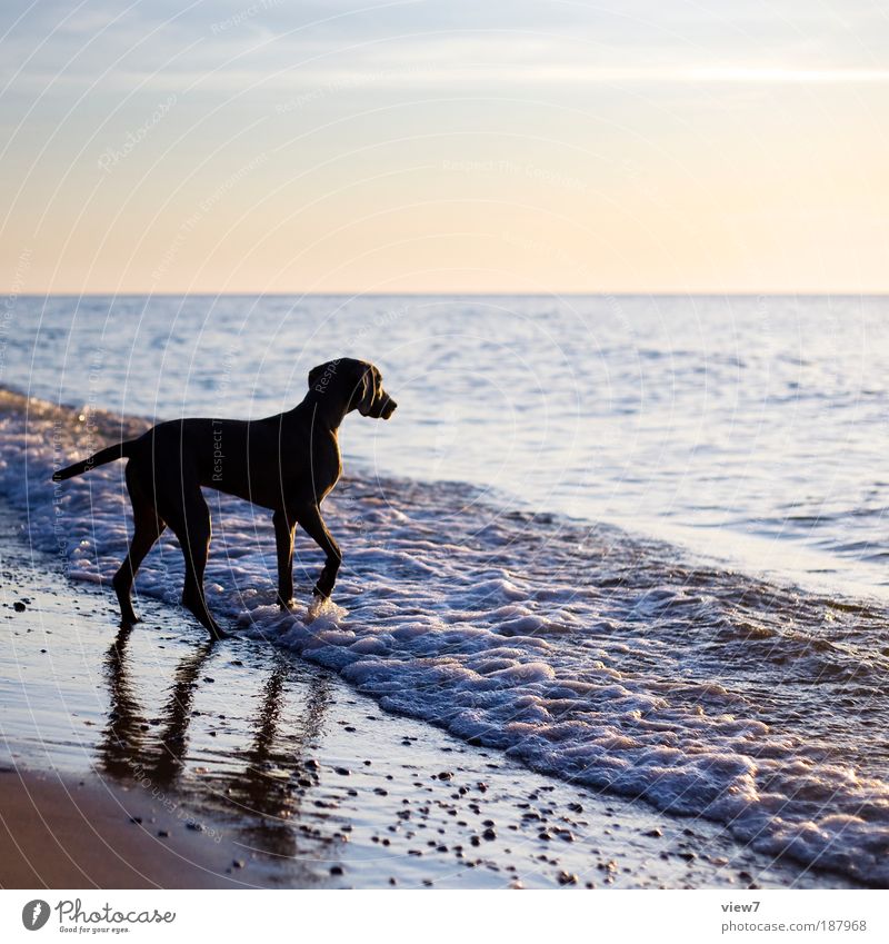 Ein Hund der sich traut ... Umwelt Urelemente Wasser Himmel Sommer Strand Meer Tier Haustier 1 beobachten laufen authentisch elegant nass Lebensfreude Vorfreude