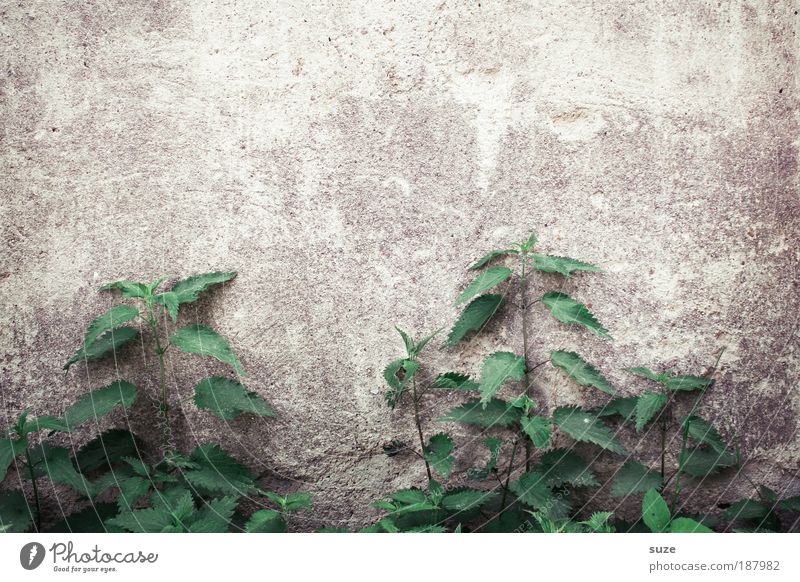 Brennpunkt Umwelt Natur Pflanze Grünpflanze Nutzpflanze Wildpflanze Mauer Wand alt authentisch natürlich trist trocken wild grün Verfall Vergänglichkeit