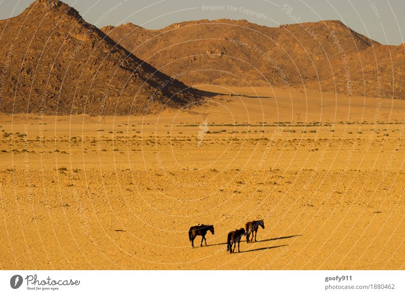 Wildpferde in Aus (Namibia) Ferien & Urlaub & Reisen Ausflug Abenteuer Ferne Safari Umwelt Natur Landschaft Erde Sand Sonne Sonnenlicht Sommer Wärme Dürre Hügel