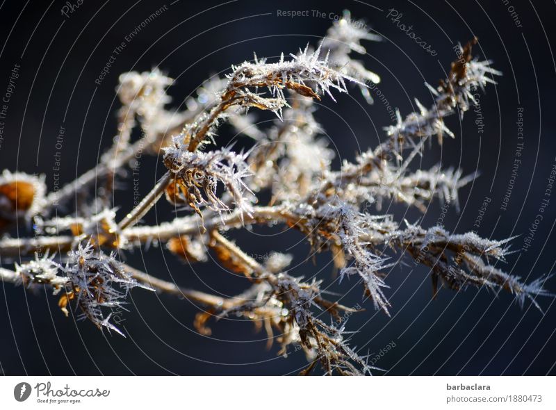 Eiszäpfchenkleid Natur Pflanze Winter Klima Frost Sträucher Stachel leuchten kalt Spitze bizarr Farbfoto Außenaufnahme Nahaufnahme Muster Strukturen & Formen