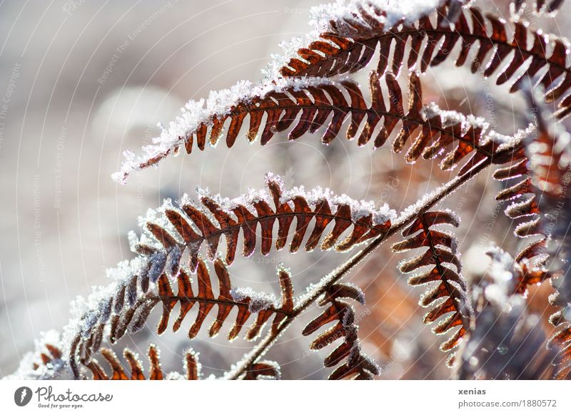 Farnwedel im Winter Farnblatt Eis Frost Schnee Pflanze Echte Farne Blatt kalt braun weiß Gegenlicht Schwache Tiefenschärfe xenias Detailaufnahme