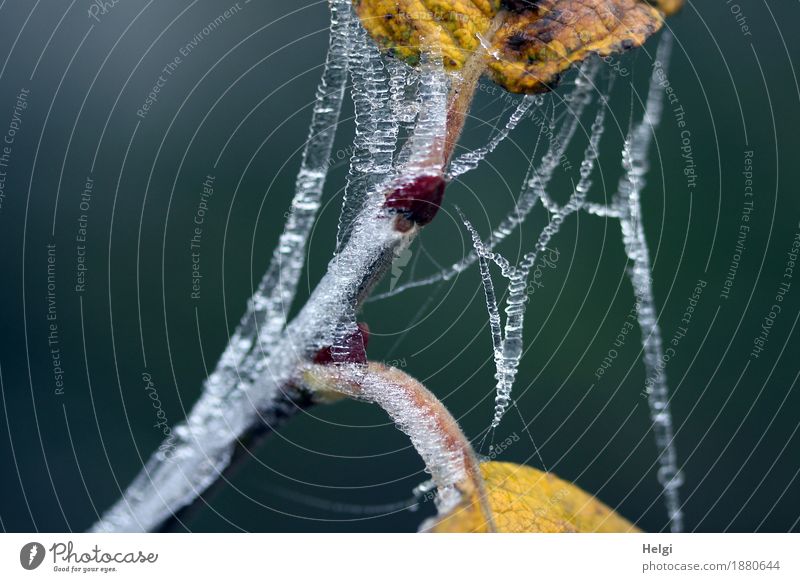 1400 | aufgebrezelt Umwelt Natur Pflanze Winter Eis Frost Blatt Stengel Wald alt festhalten frieren hängen dehydrieren außergewöhnlich einzigartig kalt klein