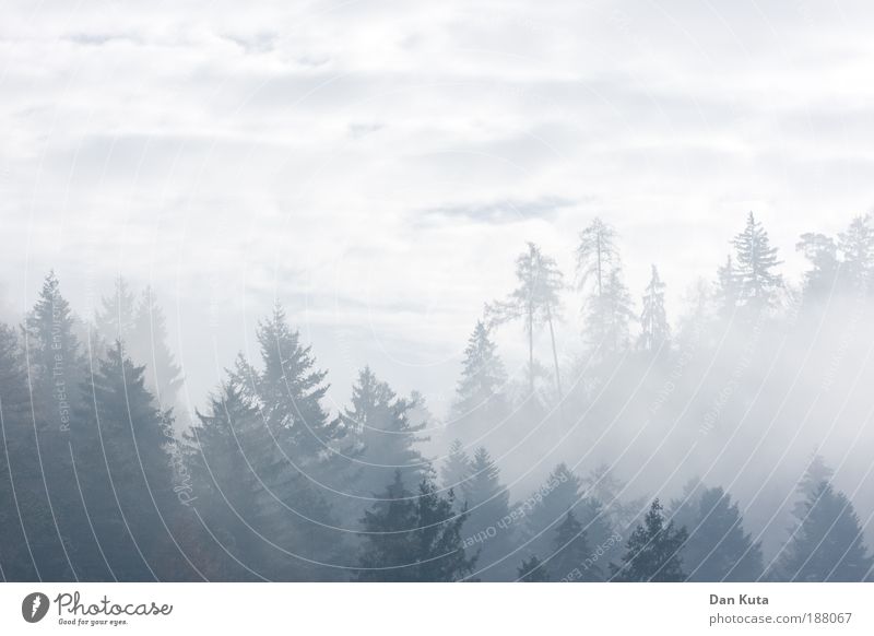 Kaltstart Umwelt Himmel Wolken Herbst Baum Wald Hügel Wahrheit Nebelschleier Nebelstimmung Nebeldecke Morgen zart weich abstrakt fantastisch Erzählung