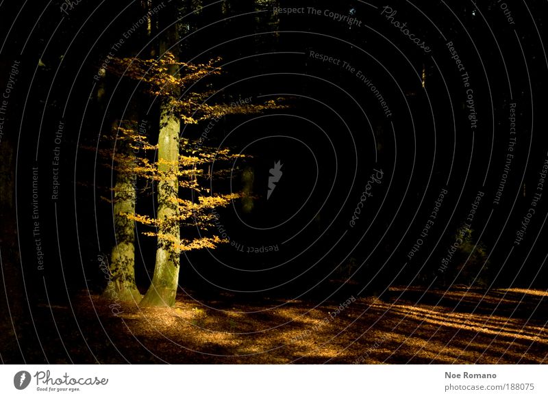 Shining Umwelt Natur Landschaft Pflanze Erde Sonnenlicht Herbst Baum Sträucher Wald ästhetisch bedrohlich schön gelb schwarz Gefühle Stimmung Kraft Energie