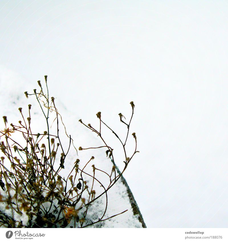 en plein hiver Natur Pflanze Winter Schnee Topfpflanze kalt trist Erschöpfung Tod Umwelt Terrasse Farbfoto Außenaufnahme Detailaufnahme Tag