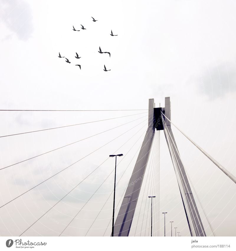 One day the birds will come back Himmel Menschenleer Brücke Bauwerk Architektur Verkehrswege Vogel Tiergruppe hell Laterne Wolken trist Gedeckte Farben