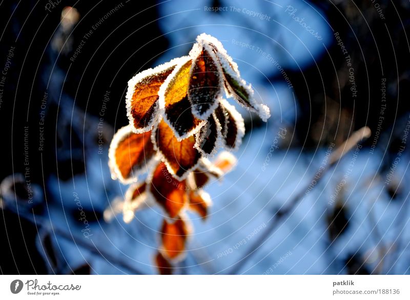 Lichtspiel elegant Pflanze Sonnenlicht Schnee Blatt Sehnsucht Eisrand Frost leuchten Winter kalt Beleuchtung glühen Wachstum rot Puderzucker durchscheinend