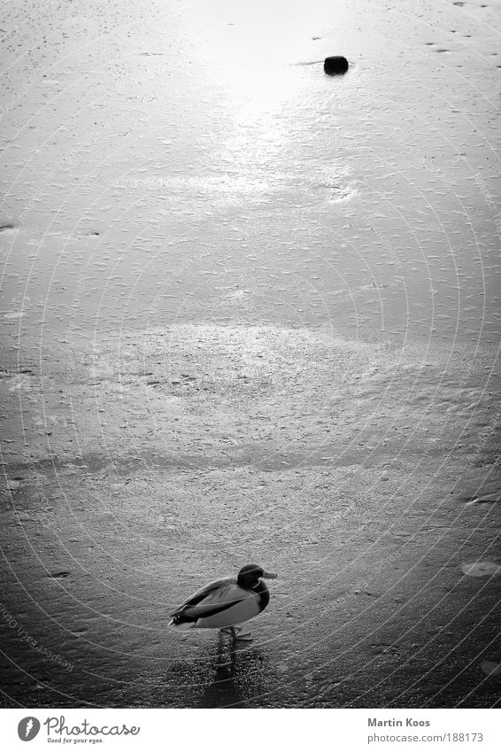 Ente auf Eis Wasser Sonnenaufgang Sonnenuntergang Sonnenlicht Winter Frost Schnee Erpel Stein stehen warten Sehnsucht ästhetisch Partnerschaft Einsamkeit