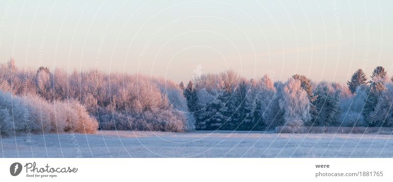 Wintermorgen ruhig Natur Landschaft Pflanze Eis Frost Baum kalt friedlich Umweltschutz Biotop Flora und Fauna Jahreskreislauf Morgennebel Erholungsgebiet Schnee