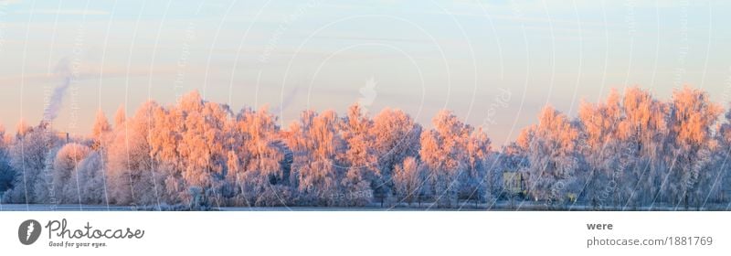 Baumglühen ruhig Winter Natur Landschaft Pflanze Eis Frost kalt friedlich Umweltschutz Biotop Flora und Fauna Jahreskreislauf Morgennebel Erholungsgebiet Schnee