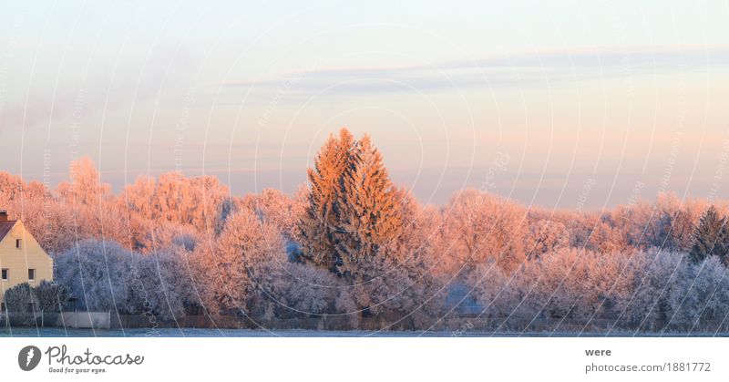 Frostiger Morgen ruhig Winter Natur Landschaft Pflanze Eis Baum kalt friedlich Umweltschutz Biotop Flora und Fauna Jahreskreislauf Morgennebel Erholungsgebiet