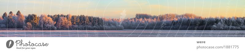 Frostig ruhig Winter Natur Landschaft Pflanze Eis Baum kalt friedlich Umweltschutz Biotop Flora und Fauna Jahreskreislauf Morgennebel Erholungsgebiet Schnee