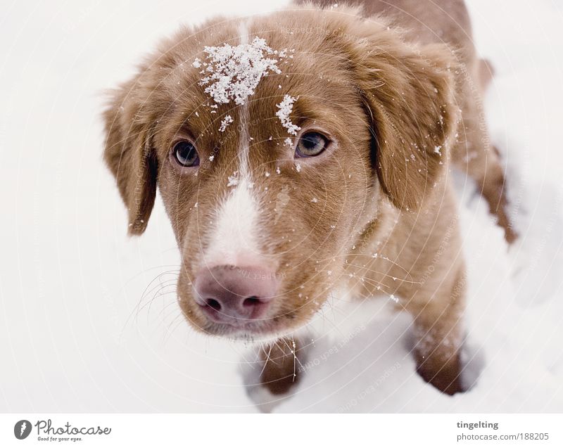 der kleine prinz Natur Schnee Hund 1 Tier berühren genießen Blick einfach frei Freundlichkeit Glück nah braun rosa weiß Zufriedenheit loyal Tierliebe