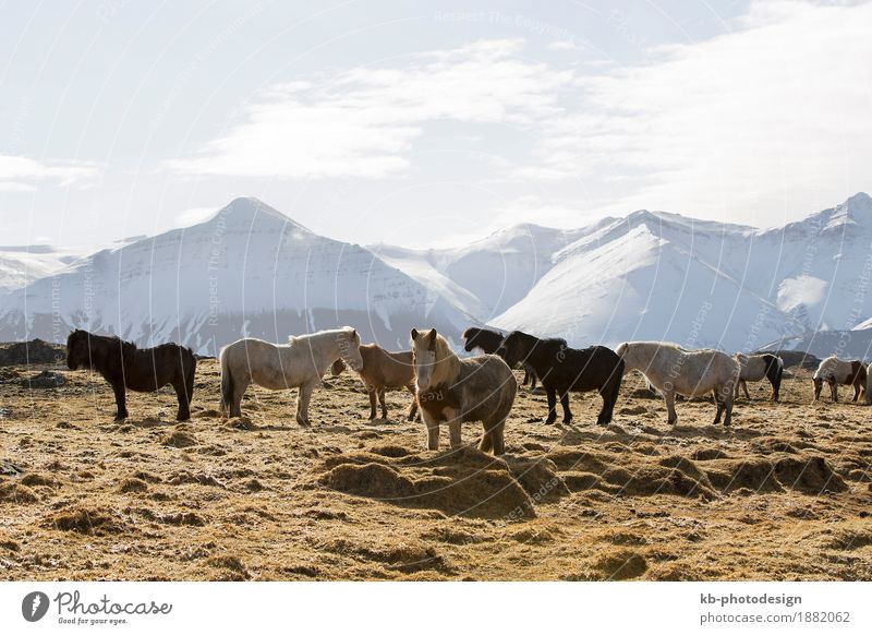 Herd of Icelandic horses on a meadow in winter Ferien & Urlaub & Reisen Tourismus Abenteuer Ferne Winter Landschaft Berge u. Gebirge Pferd Herde Iceland pony