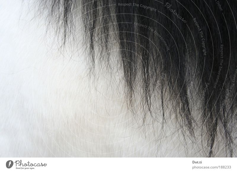 Ja so ein Pony Haare & Frisuren Reiten Fell schwarzhaarig langhaarig Behaarung Tier Nutztier Pferd 1 weich weiß Mähne Ponyhof streicheln Schimmel Eisbärfell