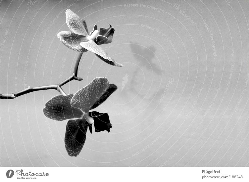 Edles Gewächs Natur Pflanze Blume Orchidee exotisch Wachstum edel glänzend Muster Strukturen & Formen Schatten Blütenknospen Blatt Stengel Schwarzweißfoto